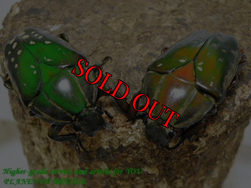 お届けする♀2頭実物です。