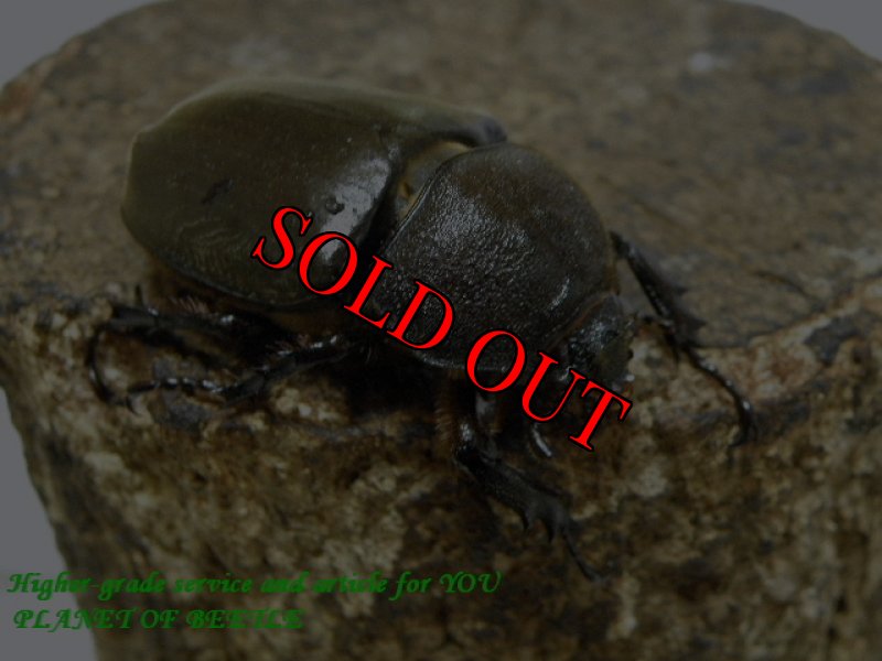 お届けする♀実物です。