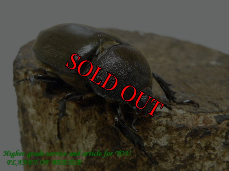 お届けする♀実物です。