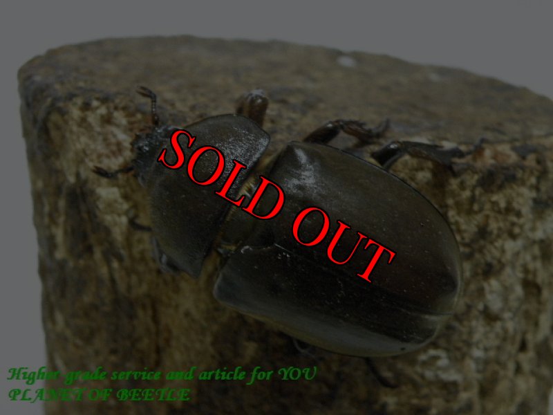 お届けする♀実物です。