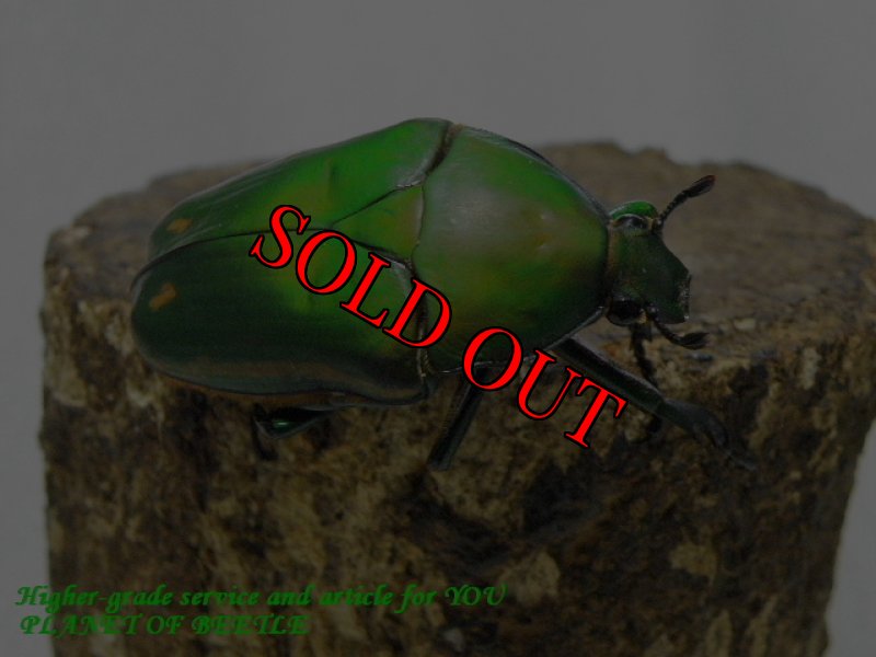 お届けする♀実物です。