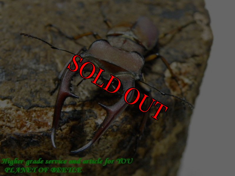 参考♂実物です(オマケ♂)