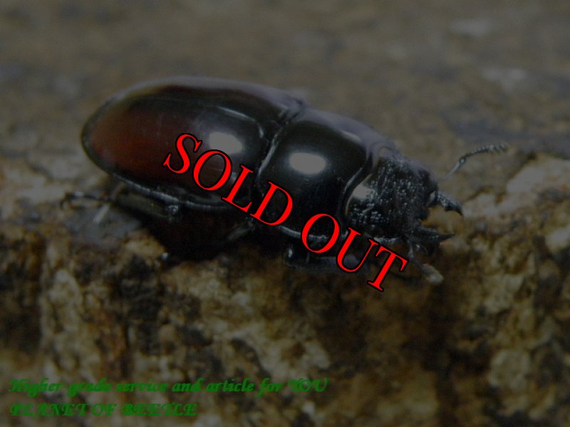 お届けする♀実物です。