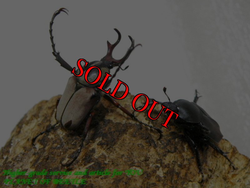 お届けするペア実物です。