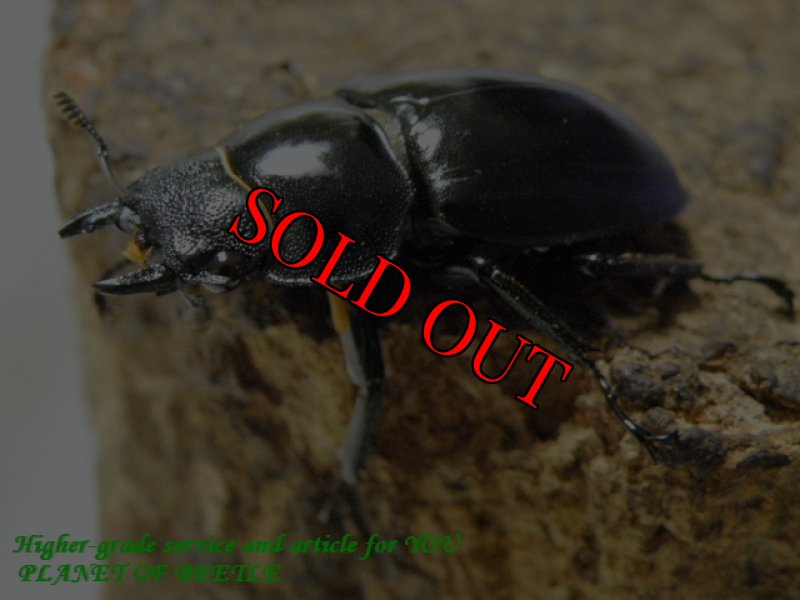 お届けする♀実物です。