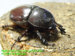 お届けする♀実物です。