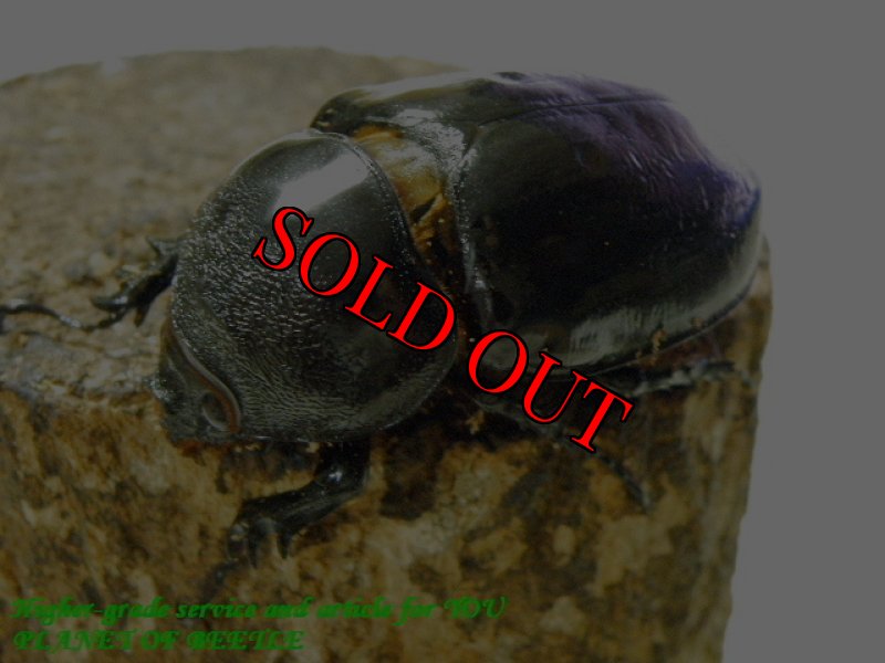 ♀60mm実物です。