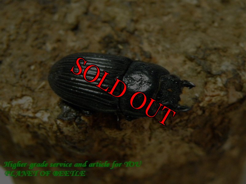 お届けする♀実物です。