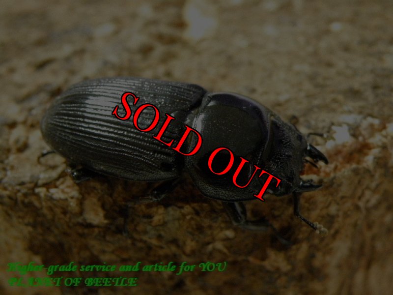 お届けする♀実物です。