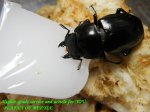 9月13日後食確認