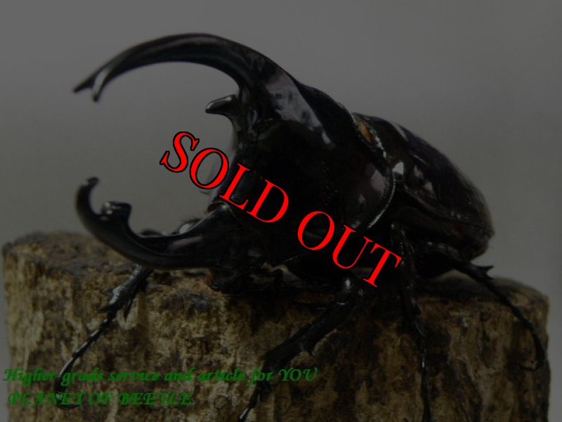 お届けする♂実物です（10/15撮影）