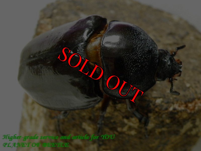 お届けする♀実物です(10/17)