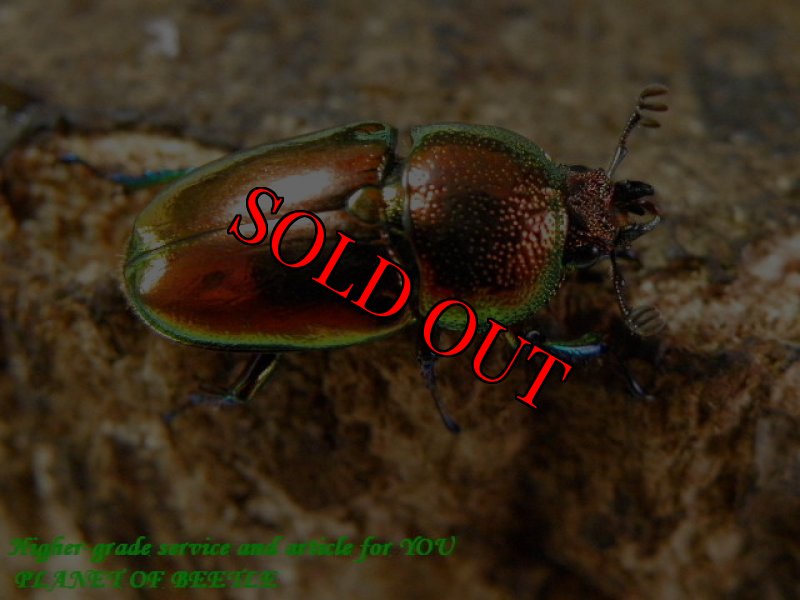 画像2: 限定特価！天然ラトレイユ(アウラタ)キンイロ♂26mm♀16mmサービスペア (2)