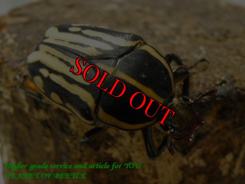 参考♀画像です。