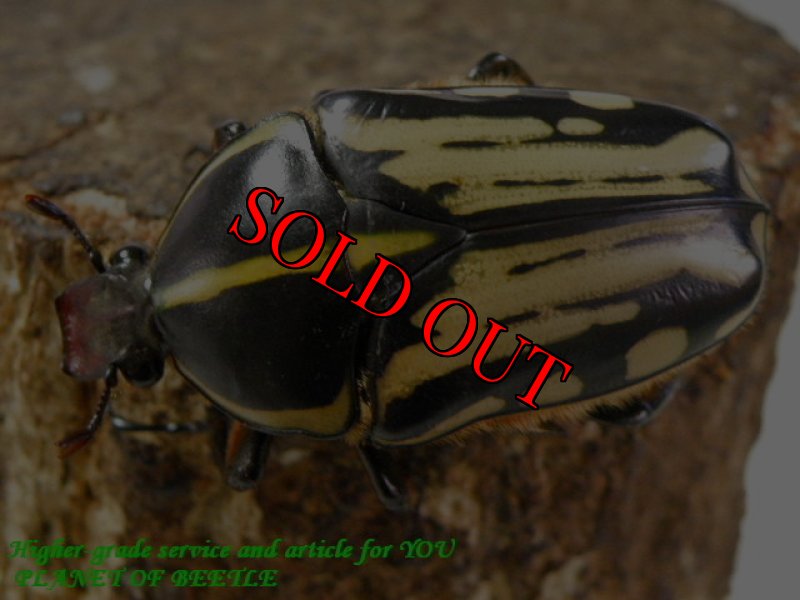 お届けする♀実物です。