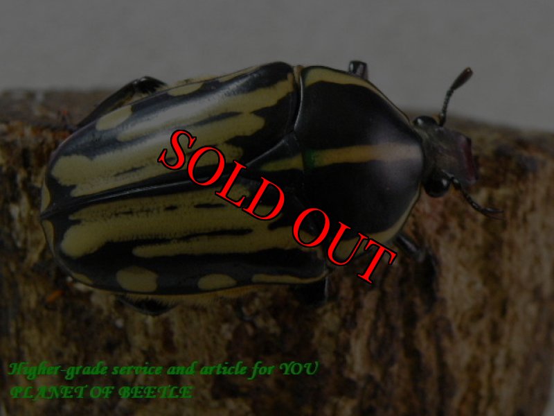 お届けする♀実物です。