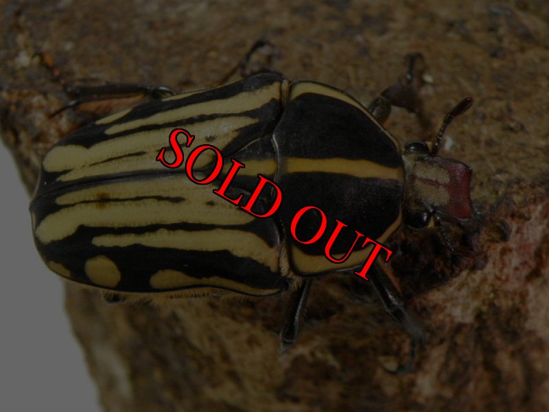 お届けする♀実物です。