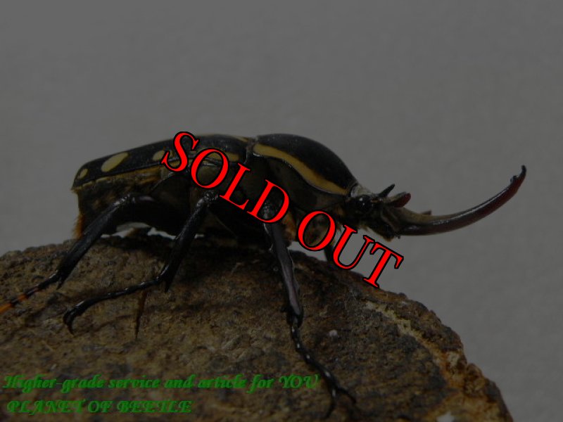 お届けする♂実物です。