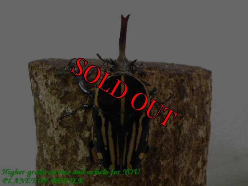 お届けする♂実物です。