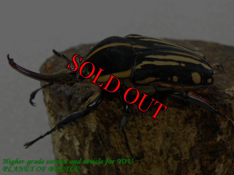 お届けする♂実物です。