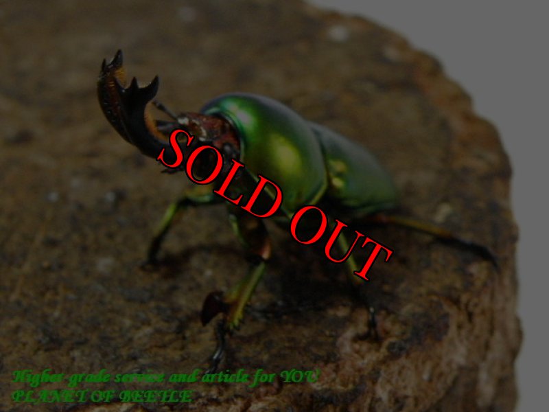 お届けする♂実物です。