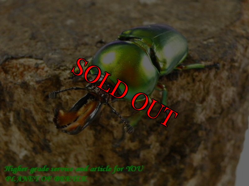 お届けする♂実物です。