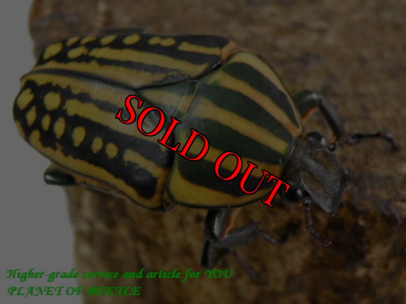 お届けする参考♀画像です。