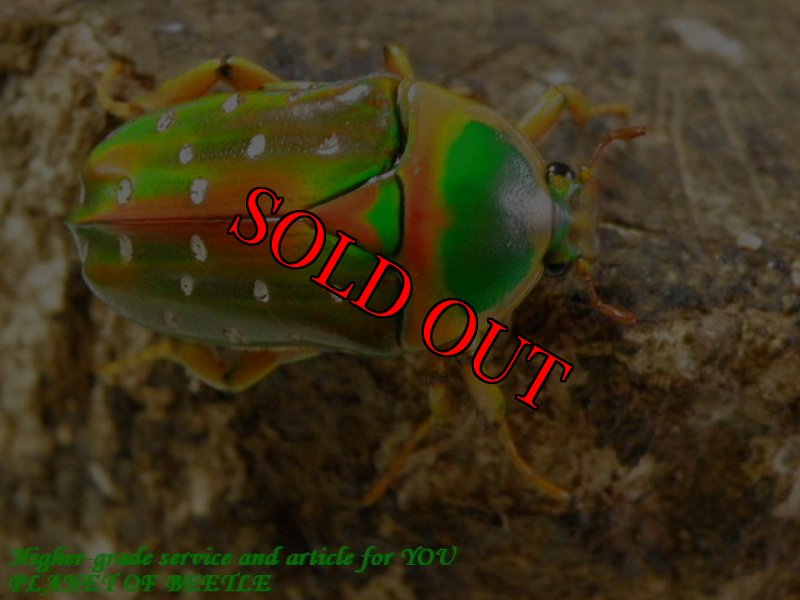 お届けする♀実物です。