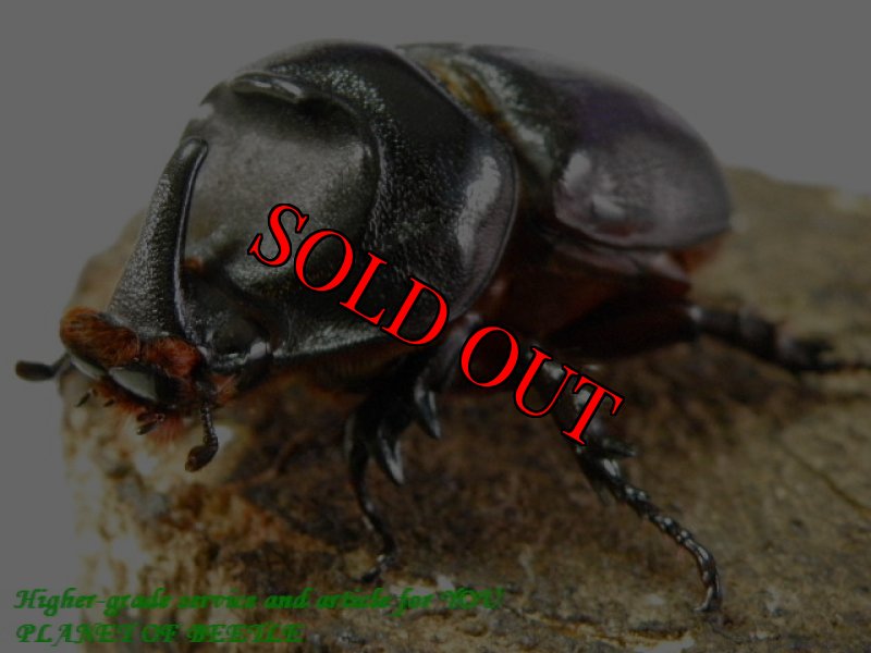 お届けする参考♀画像です。