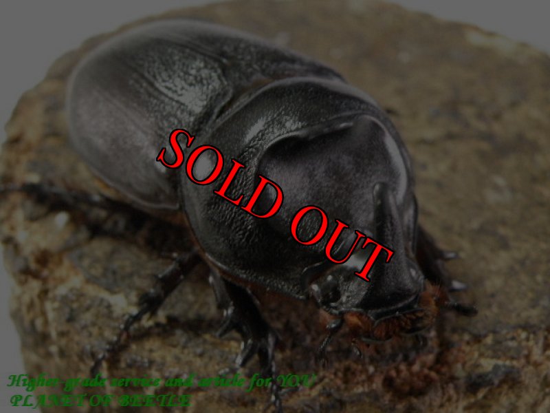 お届けする参考♀画像です。