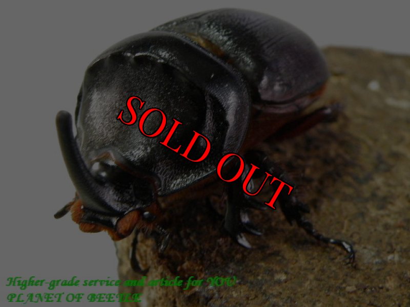 お届けする♂実物です。