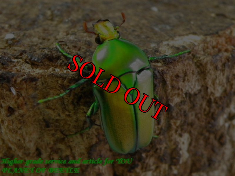 お届けする参考♀実物です。