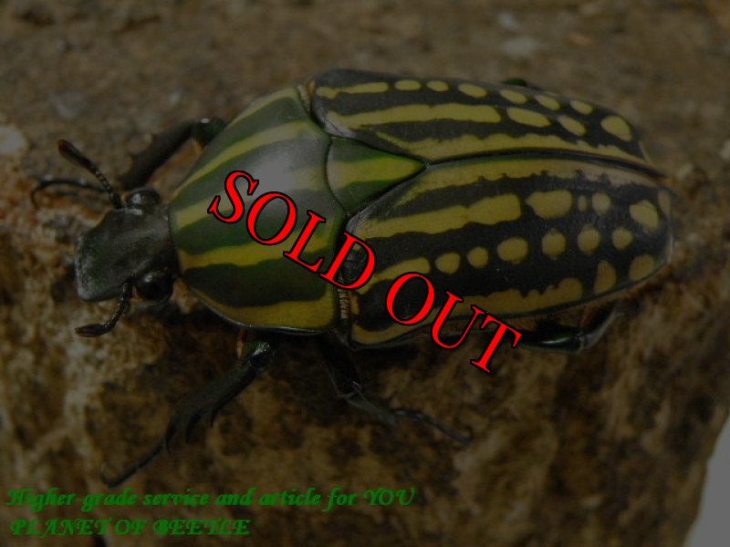 お届けする♀実物です。