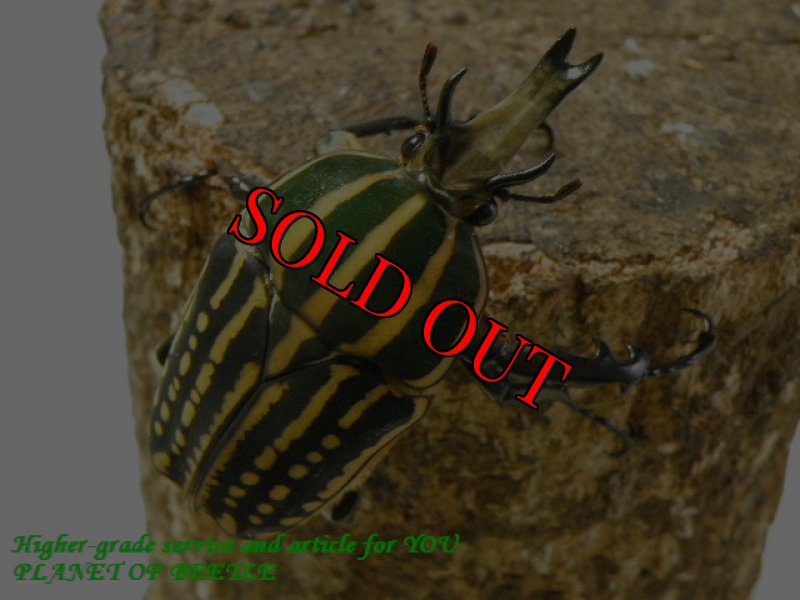 お届けする♂実物です。