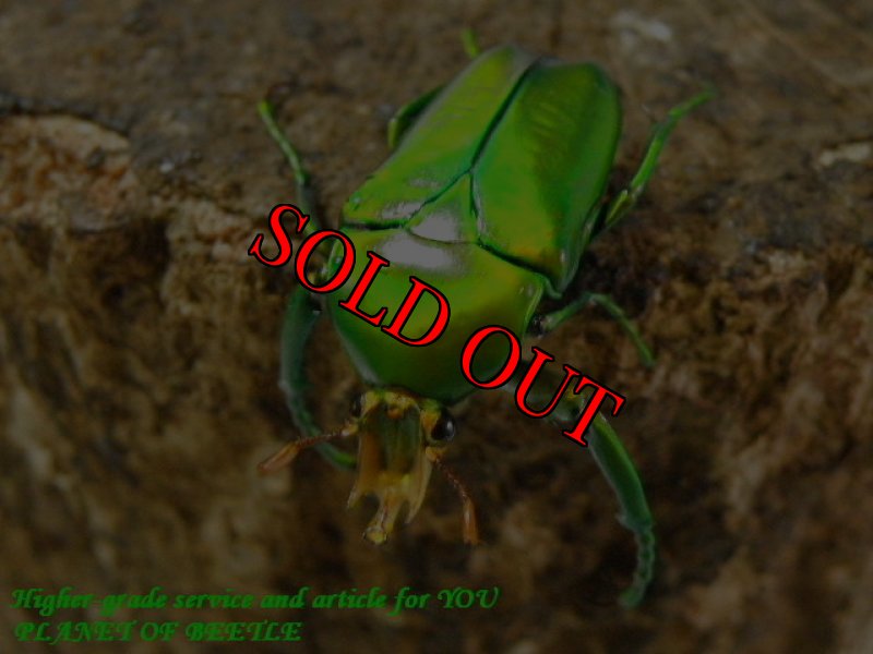 お届けする参考♂画像です。