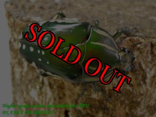 タンザニア産　オーベルチュールツノハナムグリ　65mm 52mmペア PLANET OF BEETLE (Page 51)