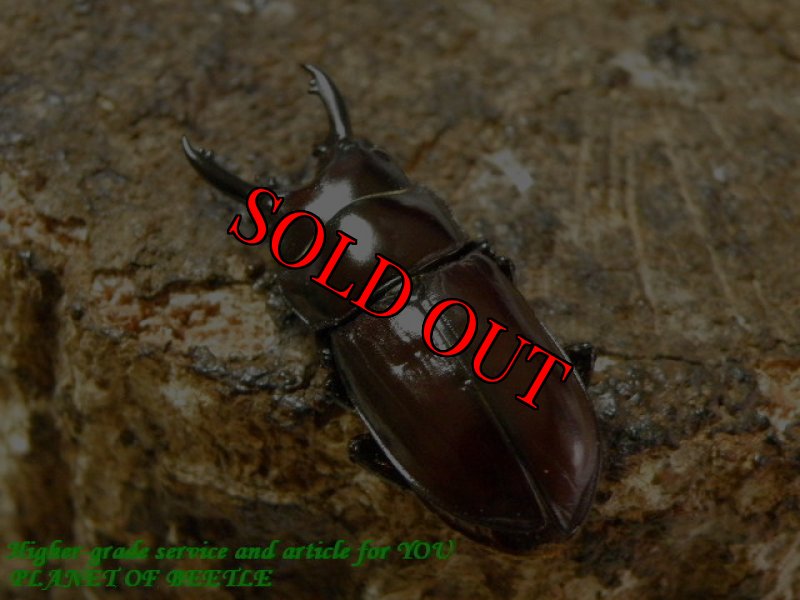 お届けする♂実物です。