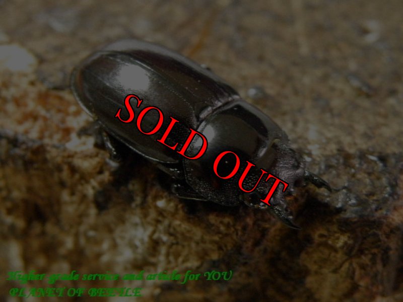 お届けする♀実物です。