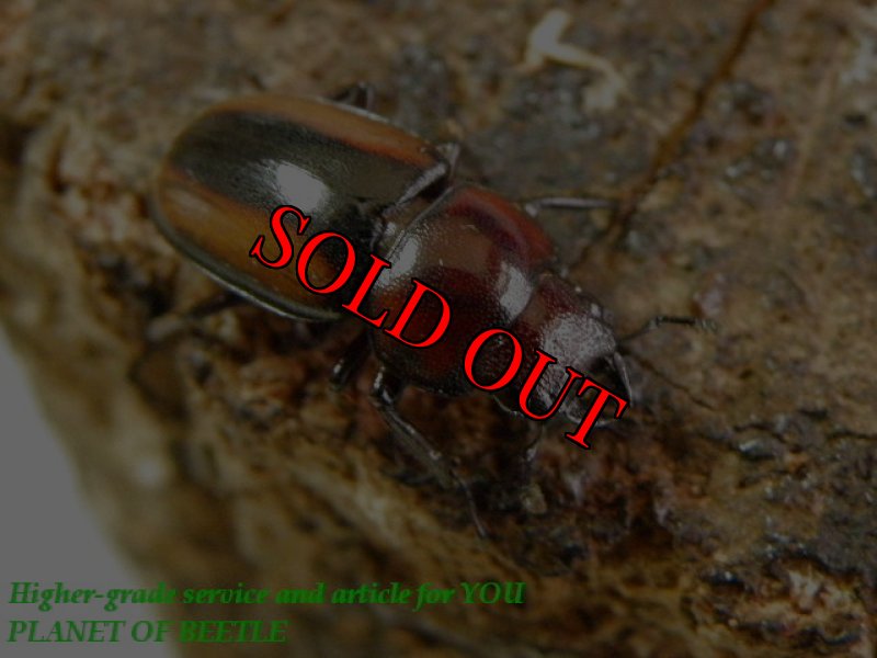 お届ける♀実物です。