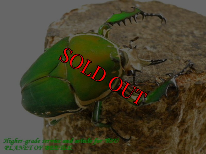 参考♂画像です。