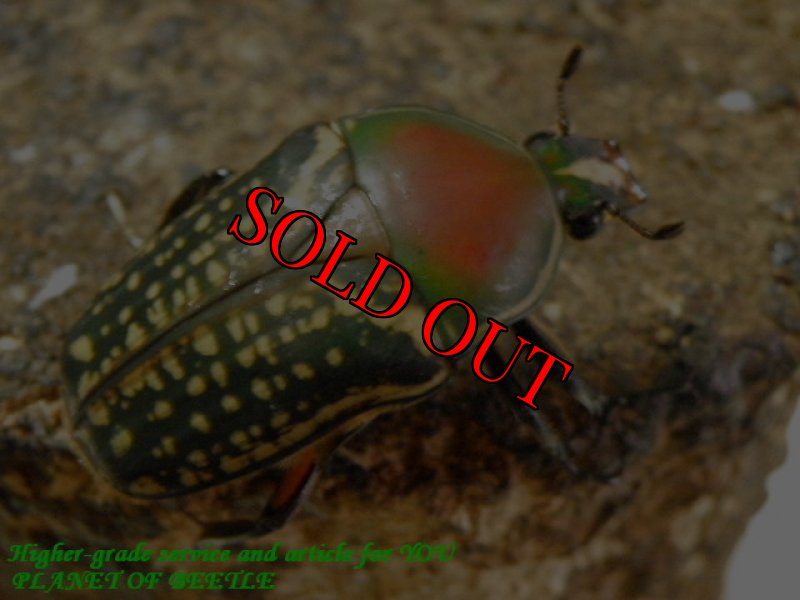 お届けする♀実物です。