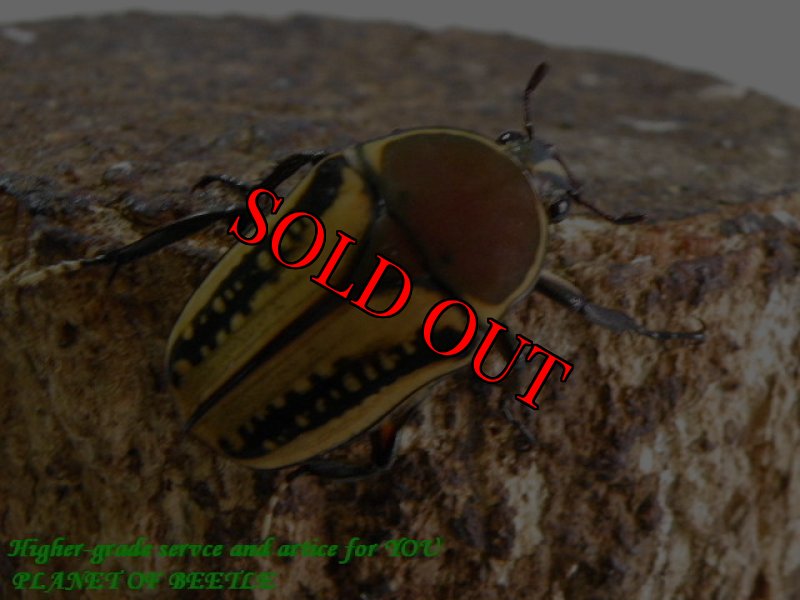 お届けする♀実物です。