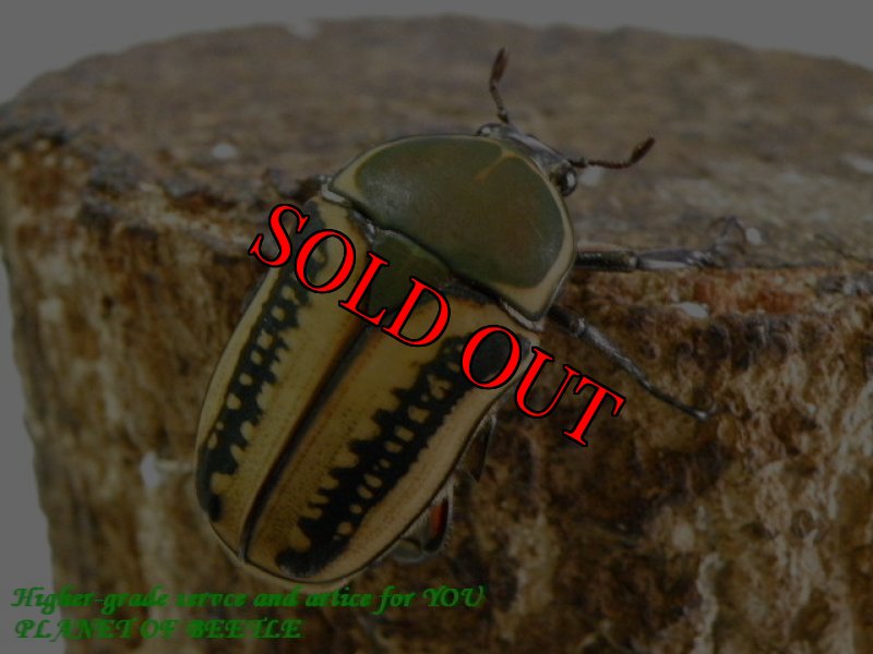 お届けする♀実物です。