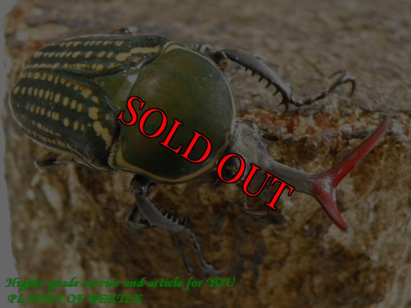 お届けする♂実物です。