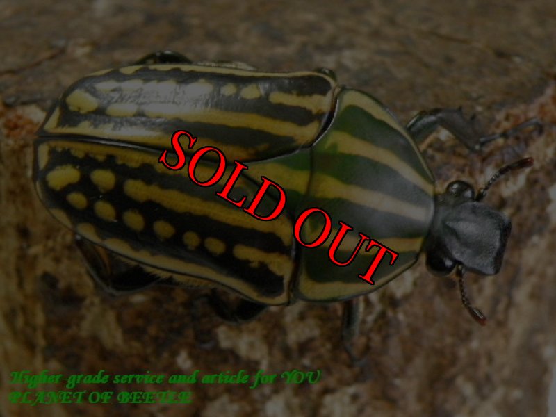 お届けする♀実物です。