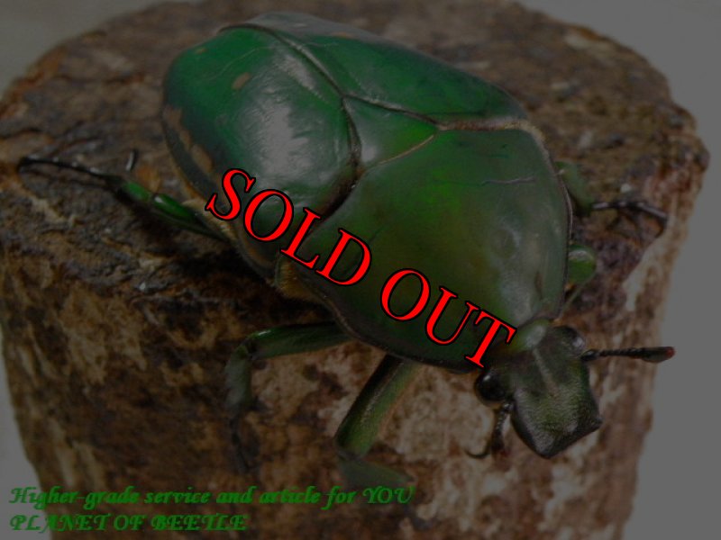 お届けする♀実物です。