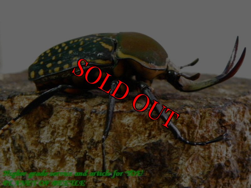 お届けする♂実物です。