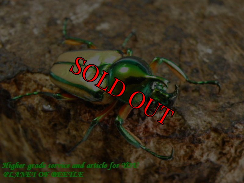 お届けする参考♂画像です。