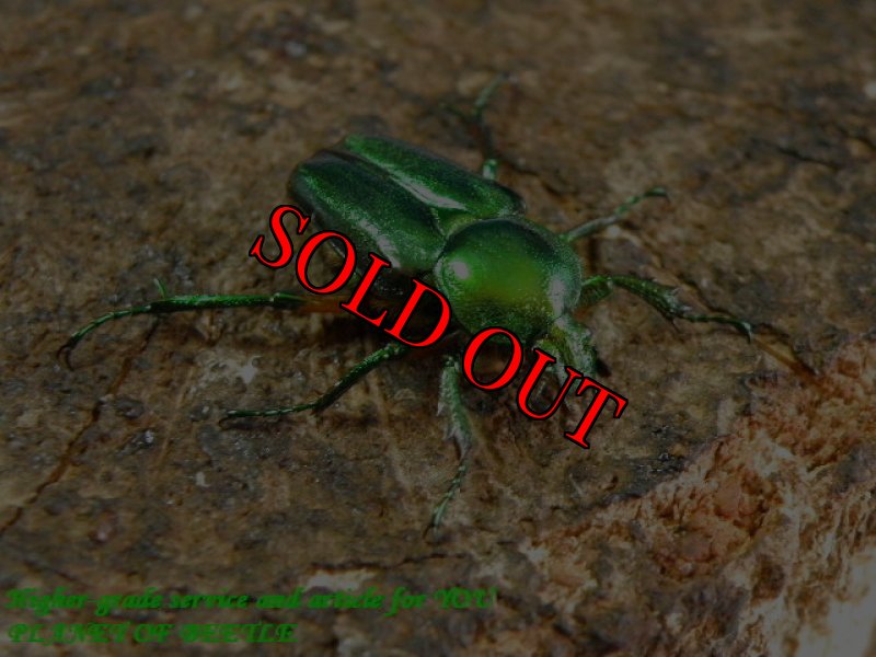 お届けする参考♀画像です。