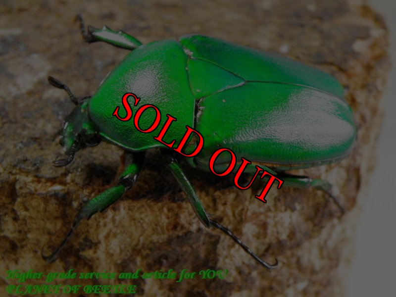 お届けする♀実物です。